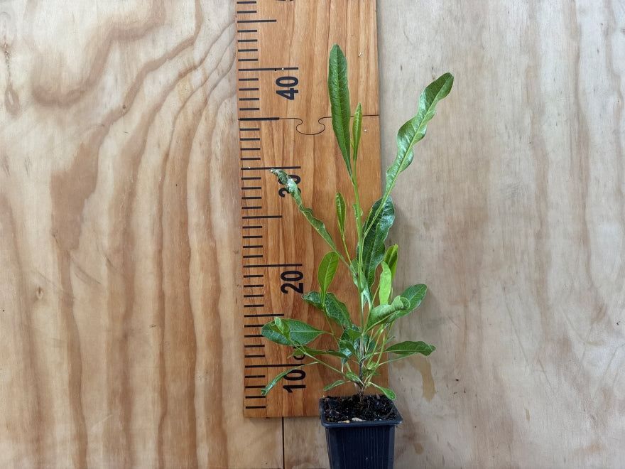 5x Green Ake Ake - $5.99 each