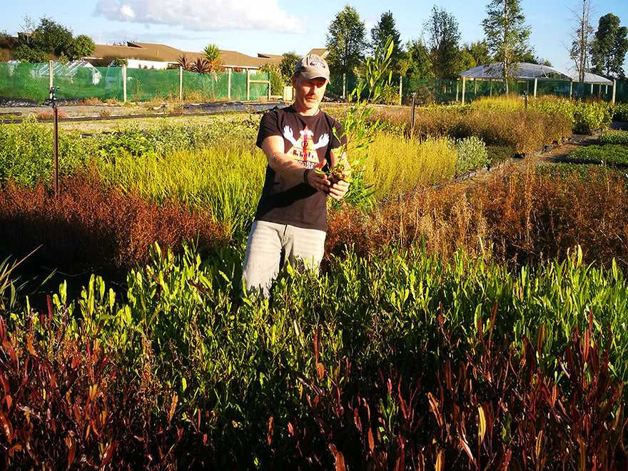 100x Green Ake Ake - $3.99 each