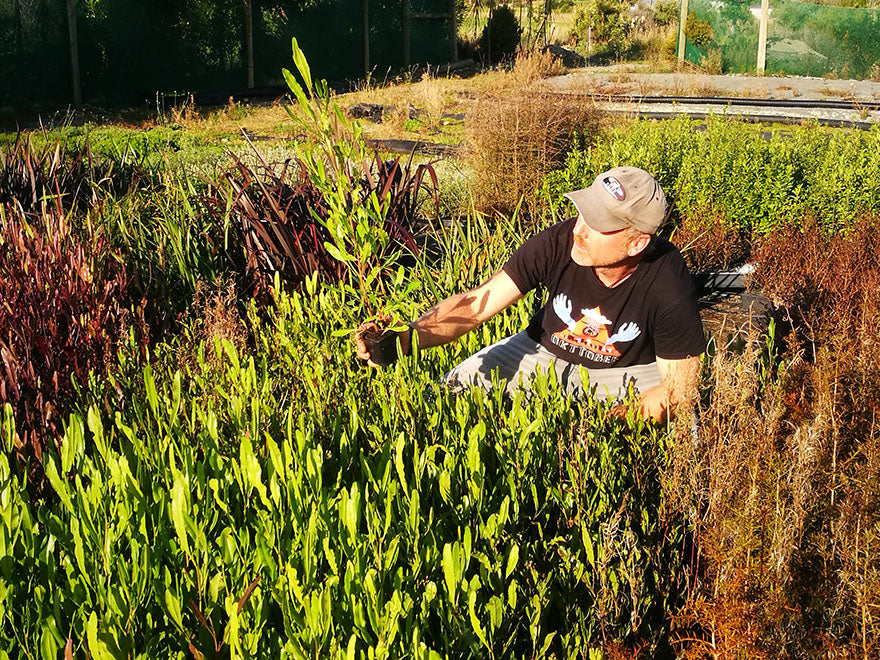 100x Green Ake Ake - $3.99 each