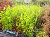100x Green Ake Ake - $3.99 each