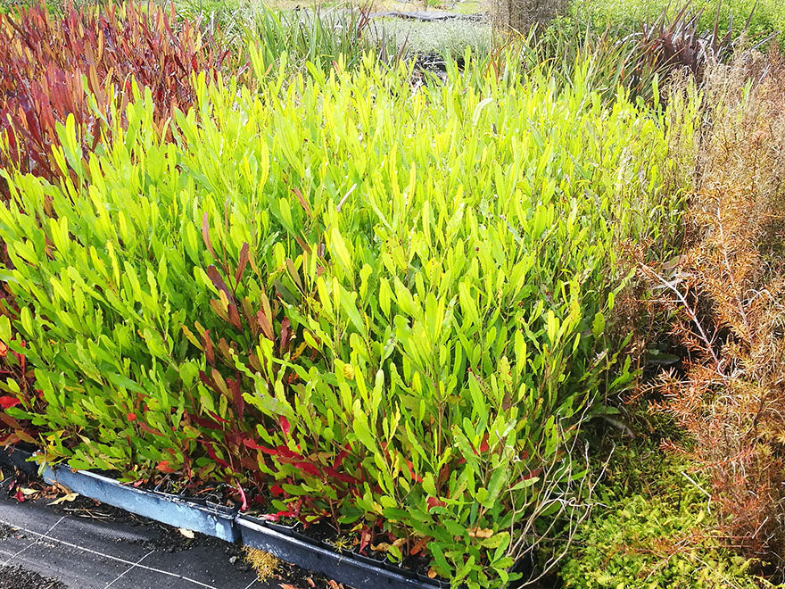 25x Green Ake Ake - $3.99 each