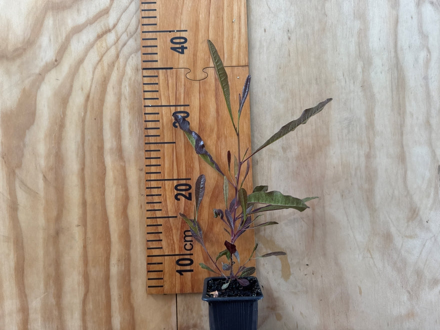 Dodonea Viscosa Purple