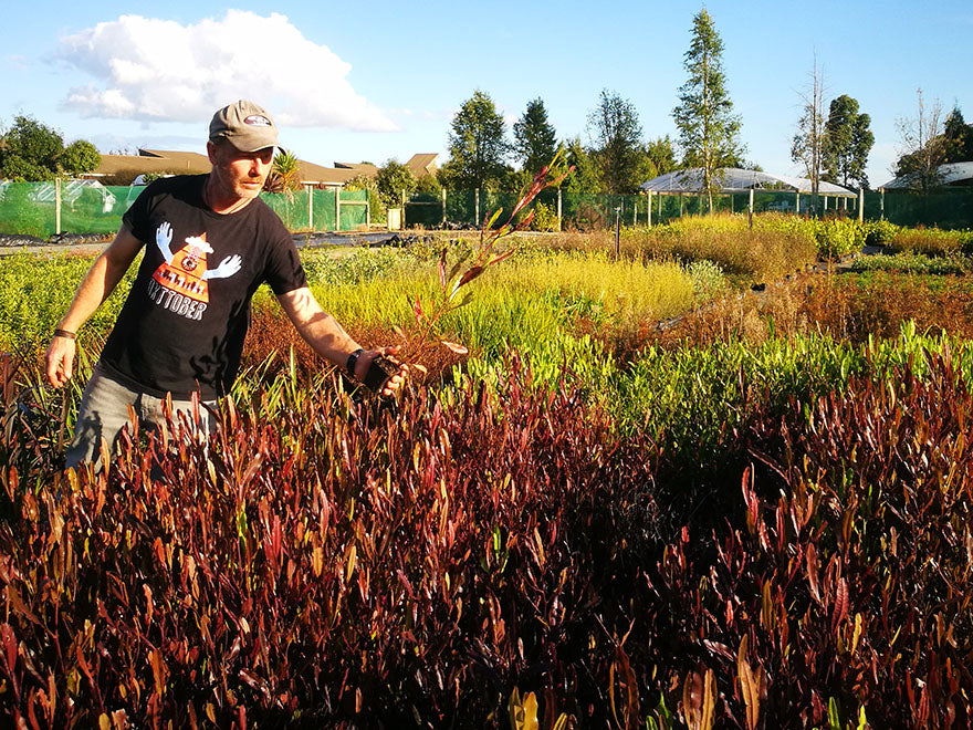 Dodonea Viscosa Purple