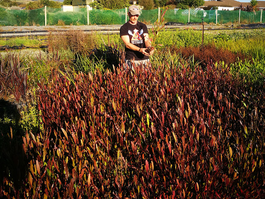 Dodonea Viscosa Purple
