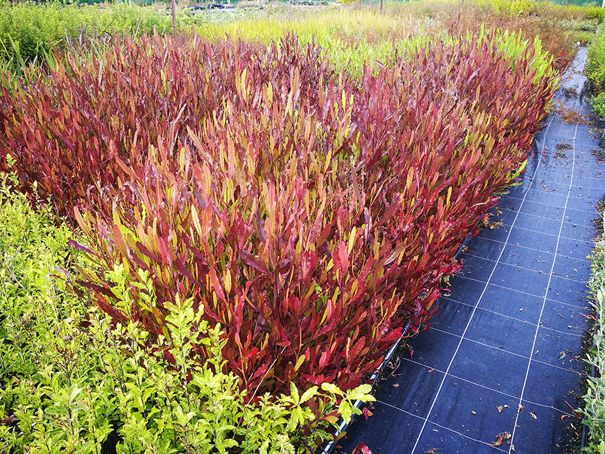 5x Purple Ake Ake - $5.99 each