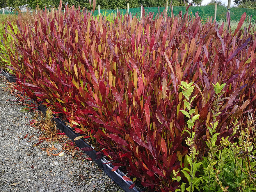 5x Purple Ake Ake - $5.99 each