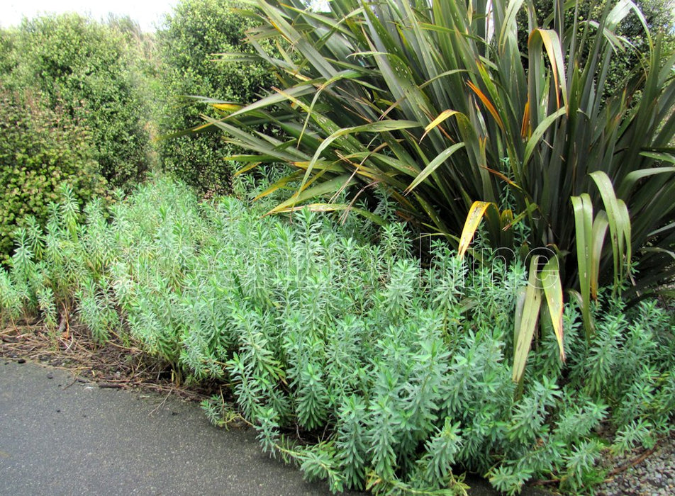 5x Euphorbia Glauca - $5.99 each