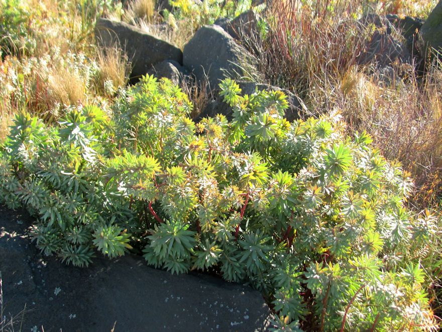 Euphorbia Glauca
