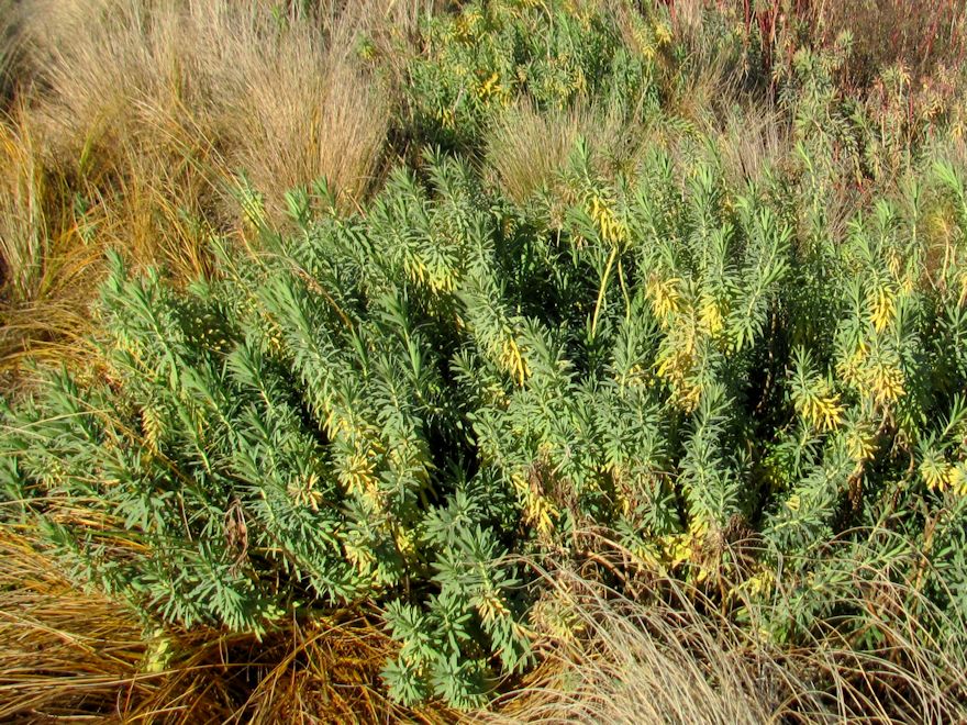 Euphorbia Glauca