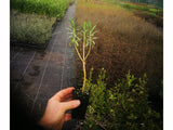 5x Euphorbia Glauca - $7.99 each