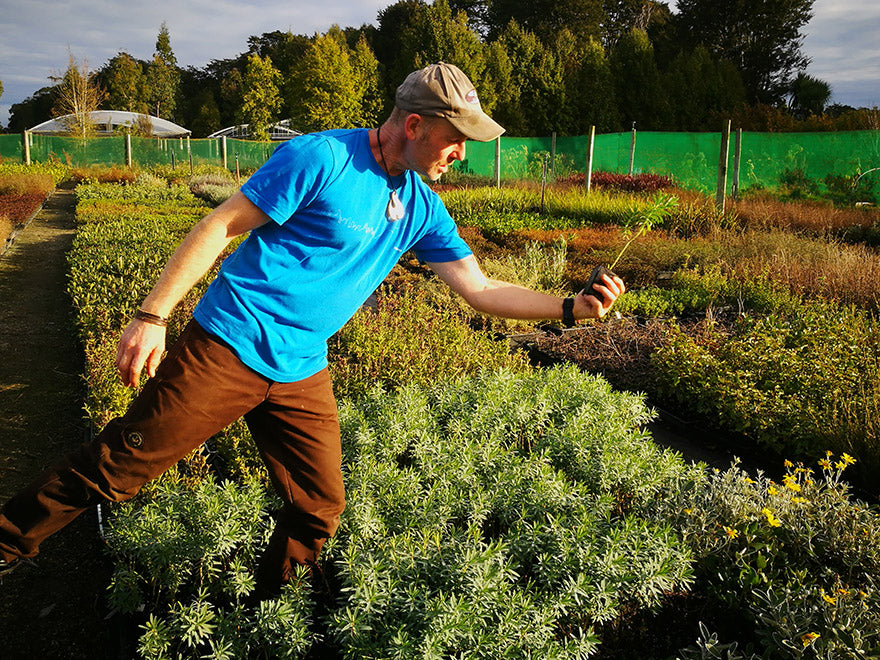 5x Euphorbia Glauca - $5.99 each
