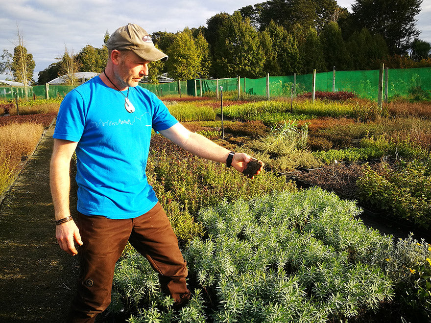5x Euphorbia Glauca - $5.99 each