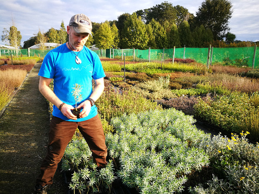 5x Euphorbia Glauca - $5.99 each