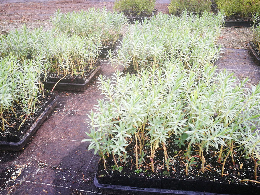 5x Euphorbia Glauca - $5.99 each