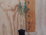 Euphorbia Glauca