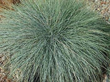 10x Blue Tussock - just $2.99c