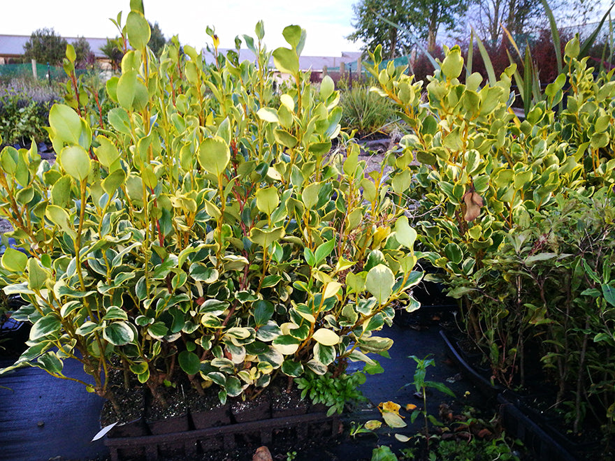 5x Broadleaf Variegated - $10.99 each