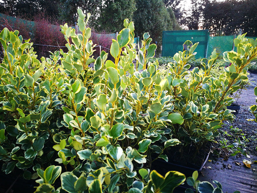 5x Broadleaf Variegated - $10.99 each