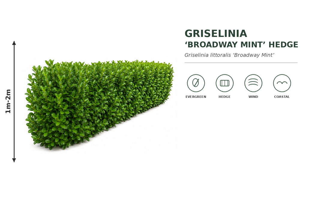 10x Broadway Mint Hedge - $6.99 each