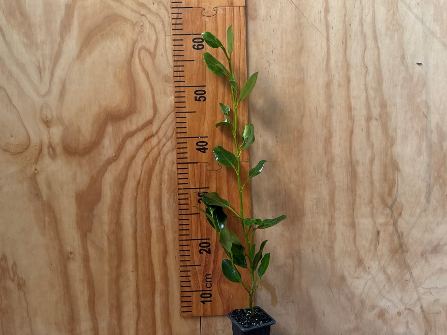 Grisilinea Broadway Mint