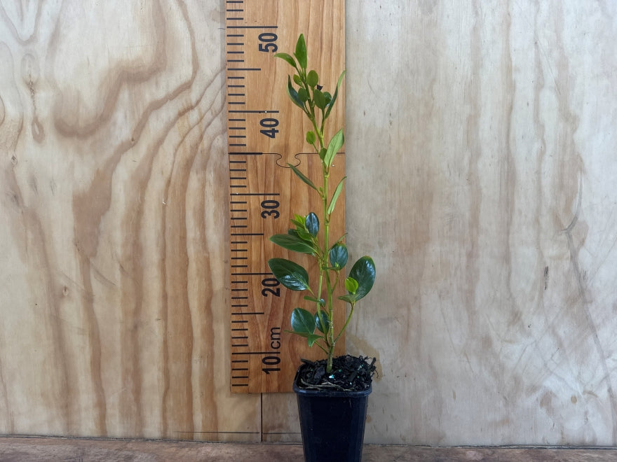 25x Broadleaf Broadway Mint - $9.99 each