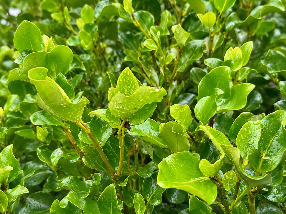 10x Broadway Mint Hedge - $6.99 each
