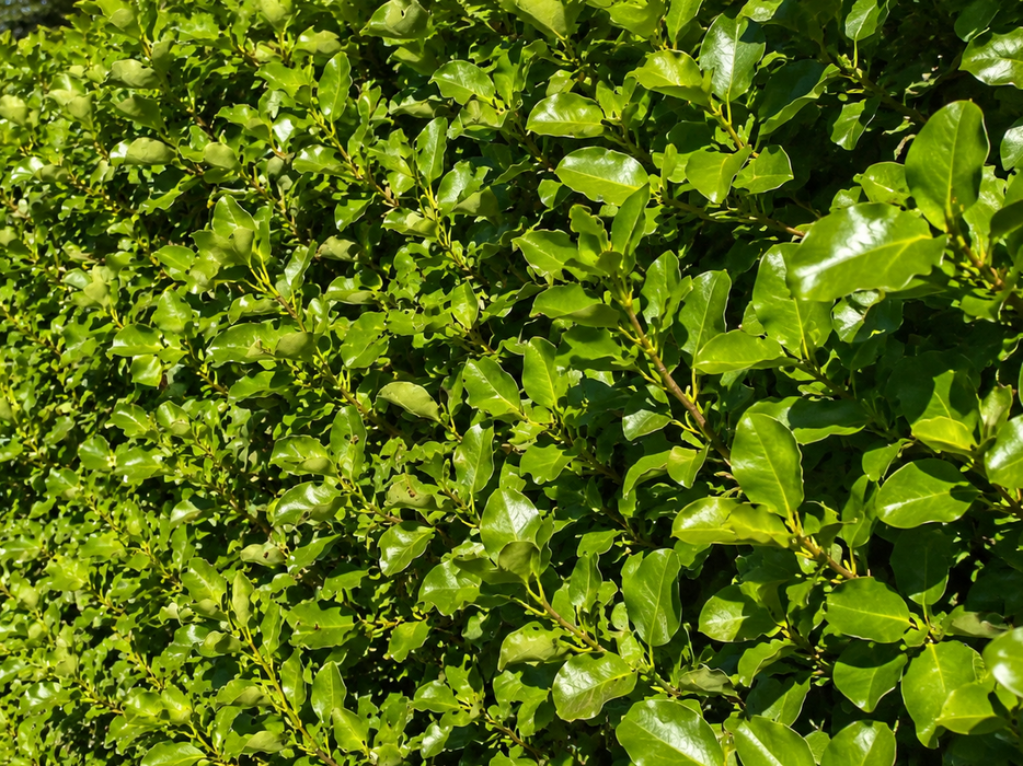 50x Broadway Mint Hedge - $5.99 each
