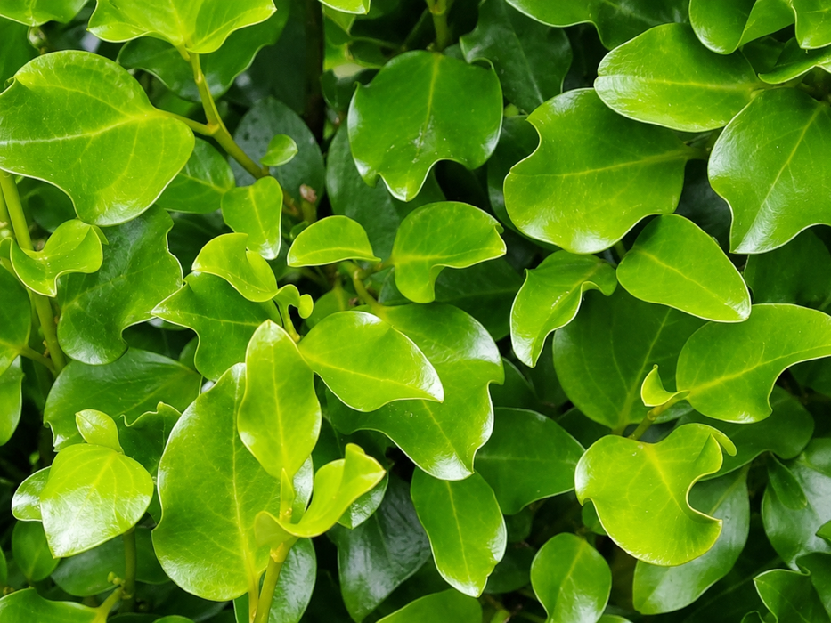 50x Broadway Mint Hedge - $5.99 each