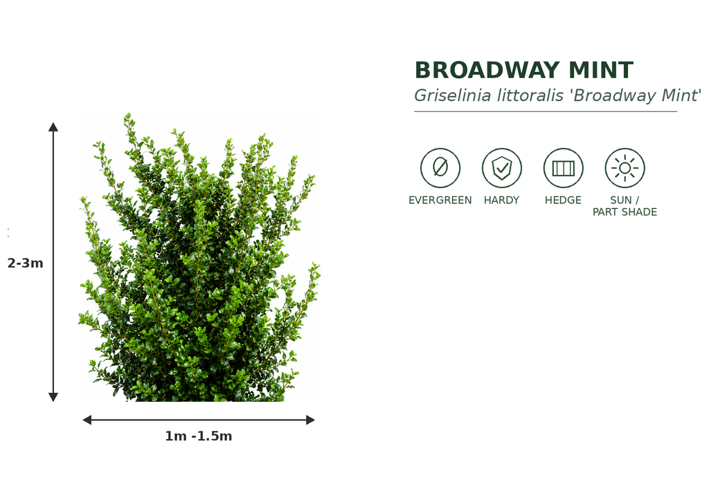 50x Broadway Mint Hedge - $5.99 each