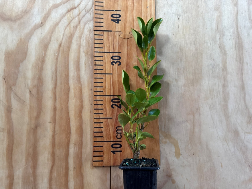 25x Broadleaf - $4.99 each