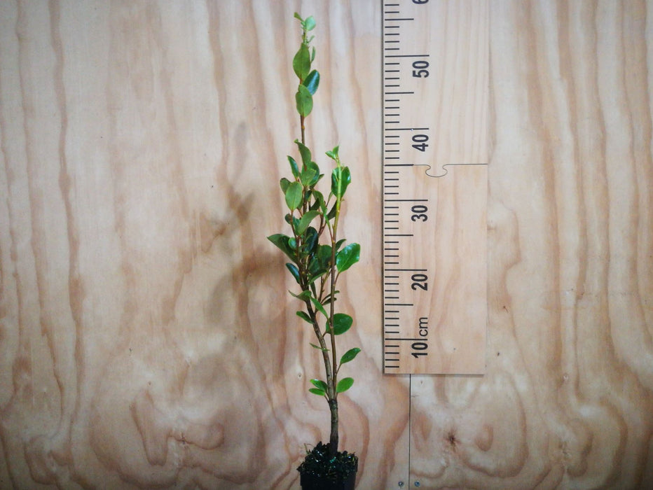 5x Red Stemmed Broadleaf - $6.99 each