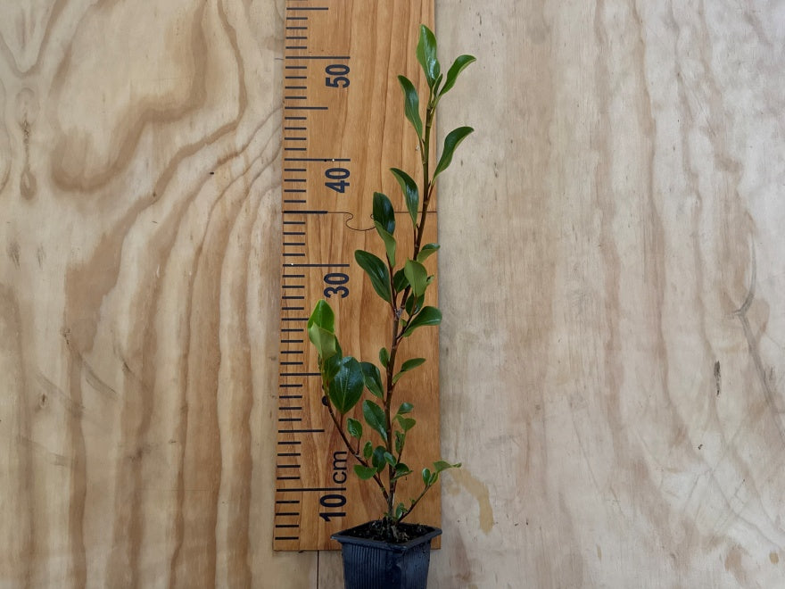 25x Red Stemmed Broadleaf - $6.99 each