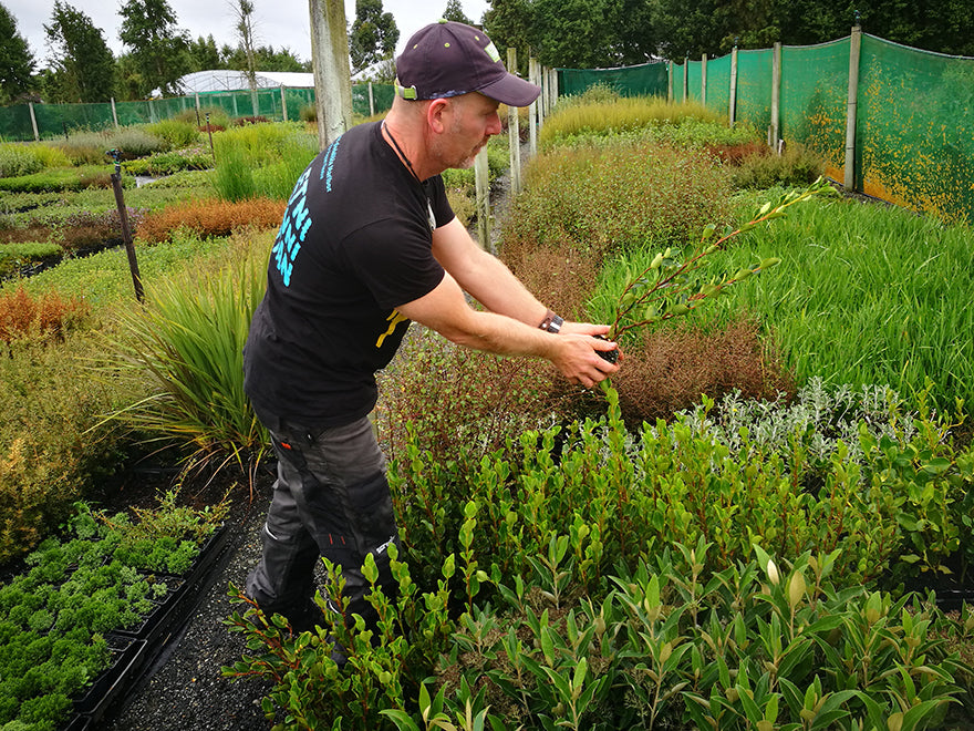 100x Red Stemmed Broadleaf - $4.99 each