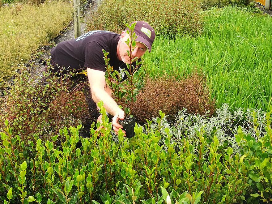 100x Red Stemmed Broadleaf - $4.99 each
