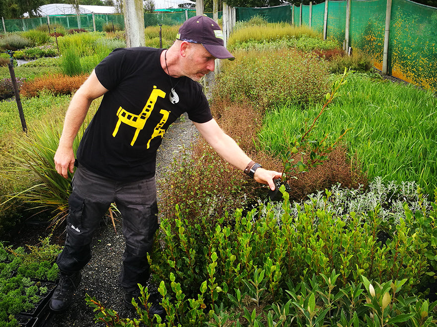 100x Red Stemmed Broadleaf - $4.99 each