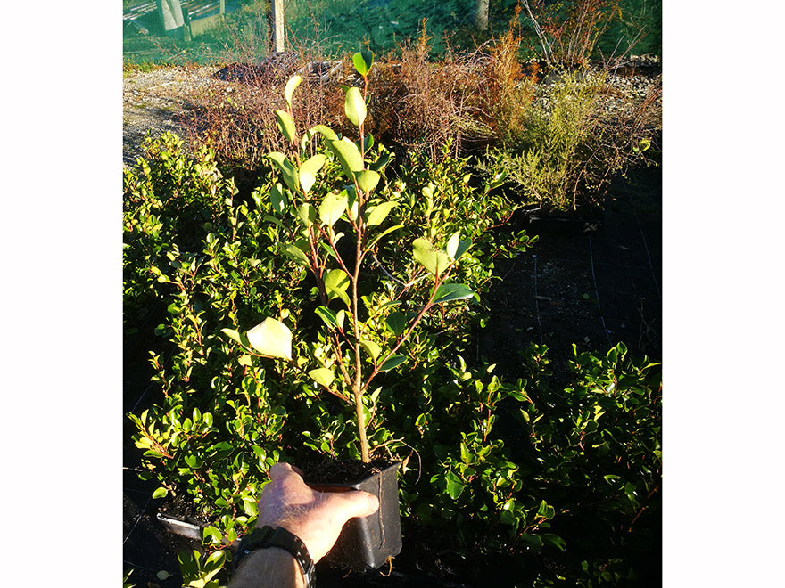 25x Red Stemmed Broadleaf - $8.99 each