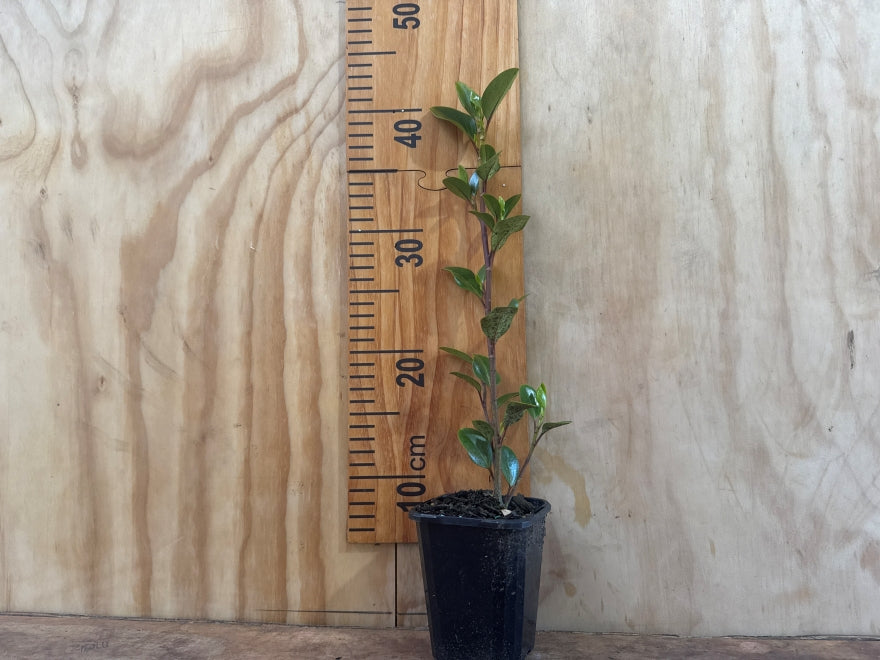 5x Red Stemmed Broadleaf - $9.99 each