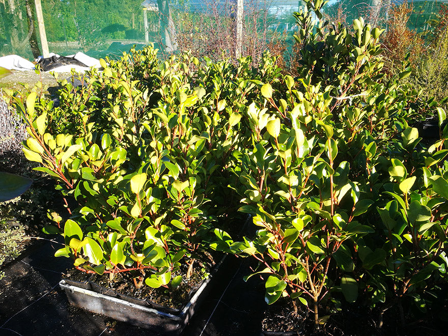 25x Red Stemmed Broadleaf - $8.99 each