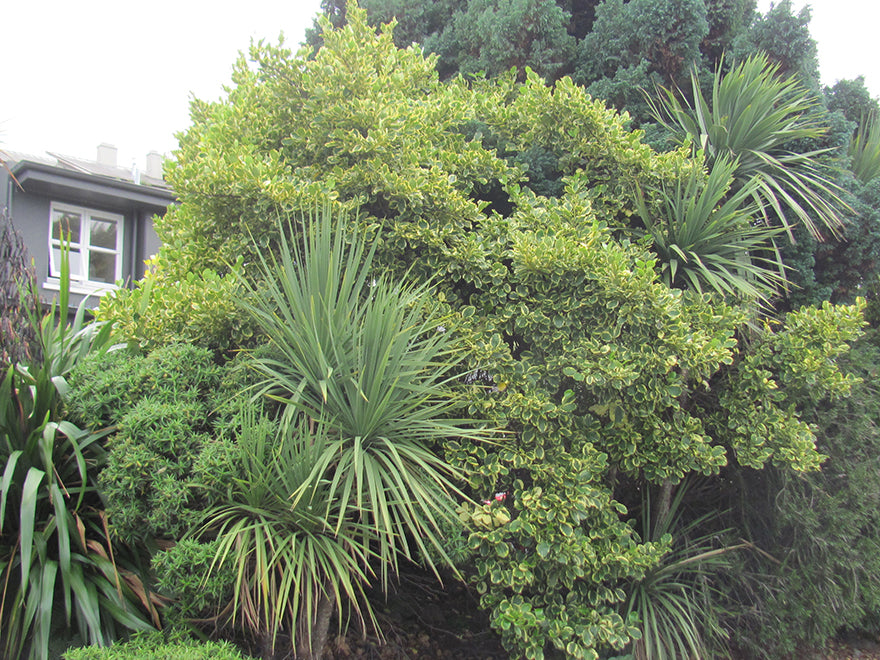 Griselinia Variegata