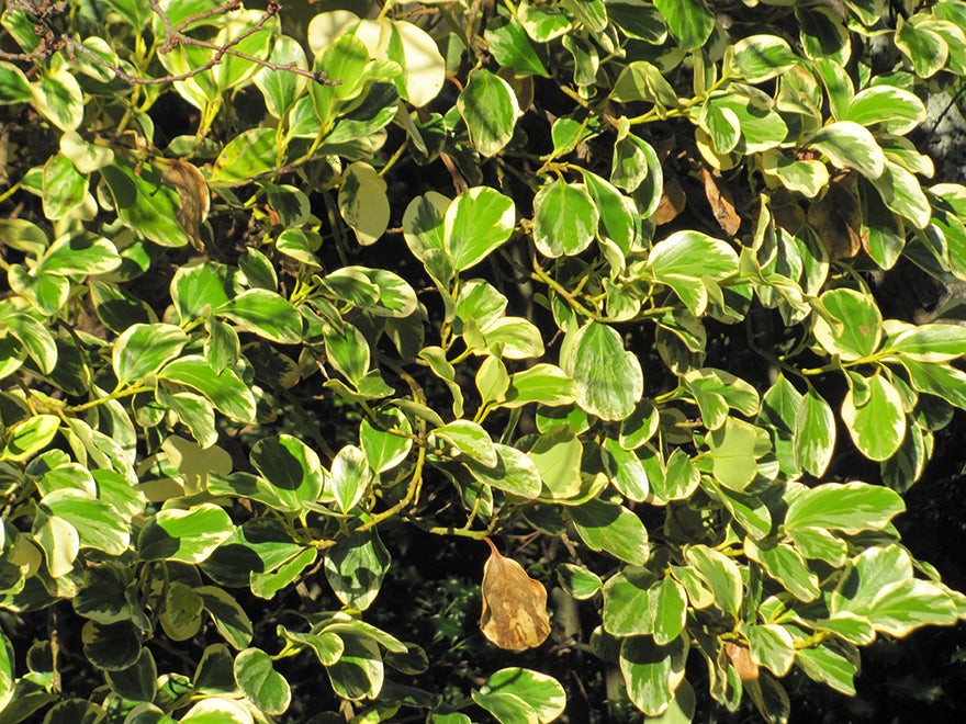 Grisilinea Variegata