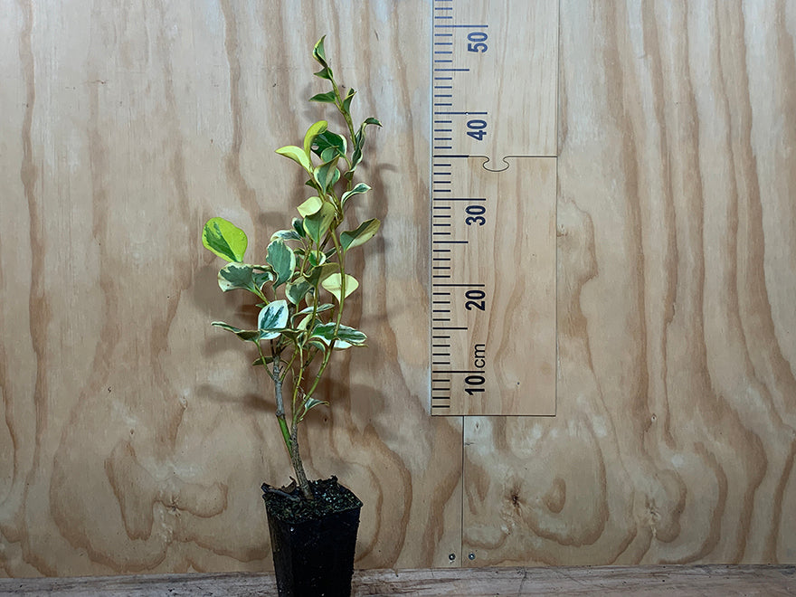 5x Variegated Broadleaf - $5.99 each