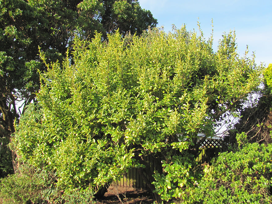 Griselinia Variegata