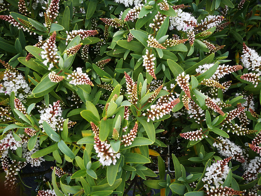 25x Hebe Albicans Recurva - $1.99 each