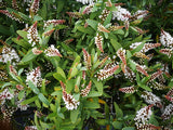 100x Hebe Albicans Recurva - $1.99 each