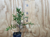 100x Hebe Albicans Recurva - $1.99 each