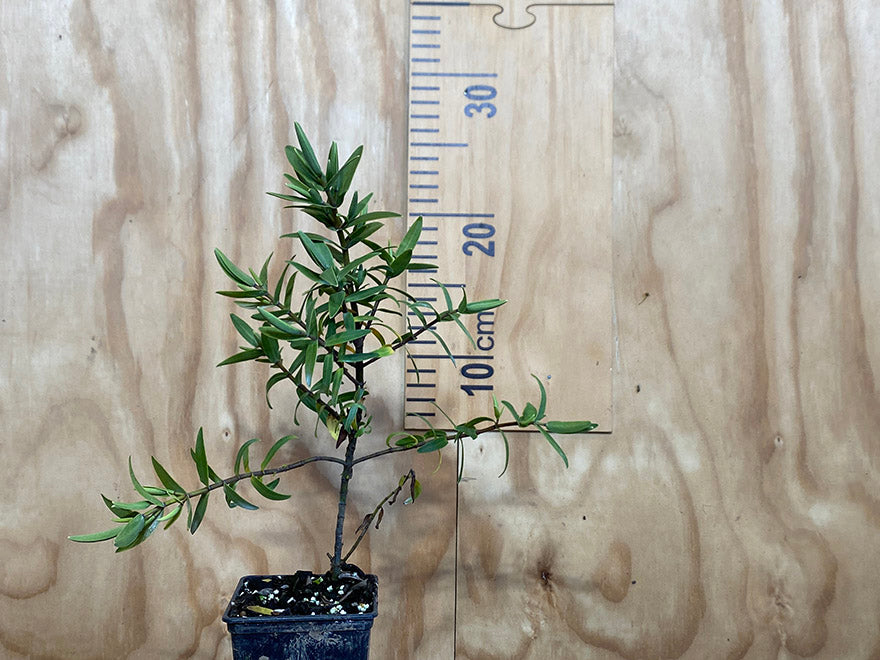 25x Hebe Albicans Recurva - $1.99 each