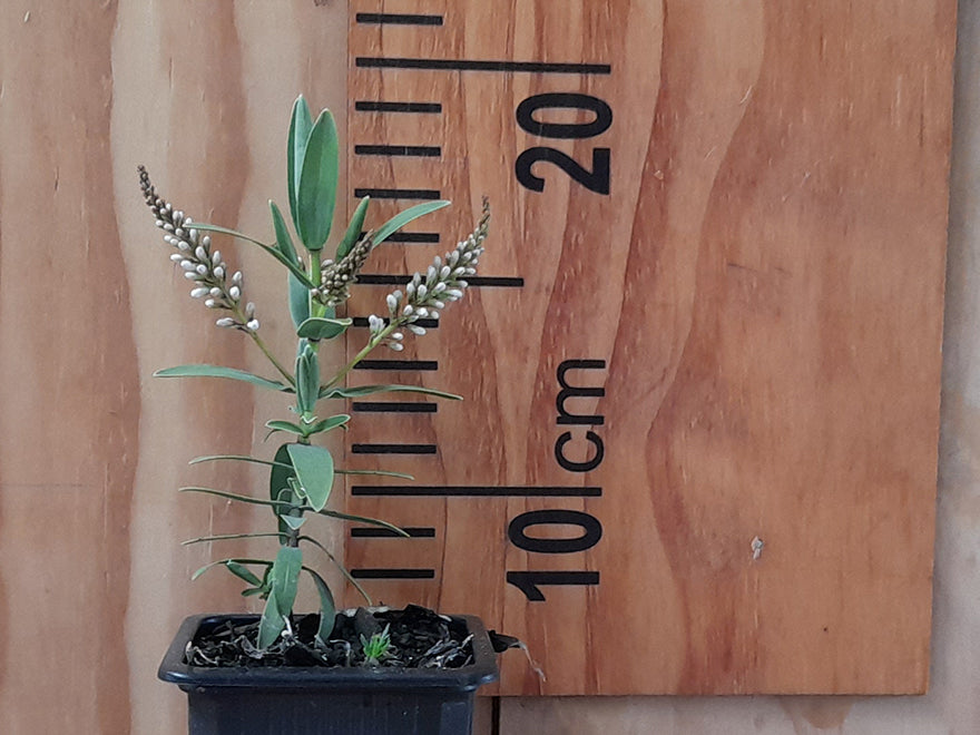 Hebe Albicans Recurva