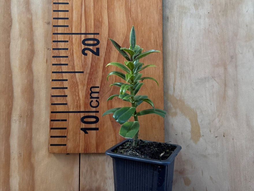 5x Hebe Allanii - $5.99 each