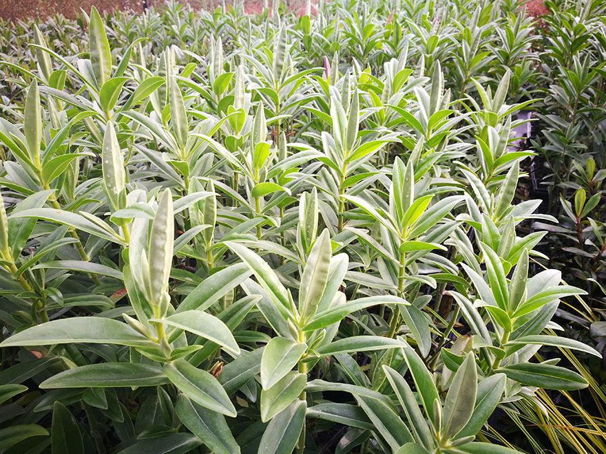 5x Chatham Tree Hebe - $5.99 each