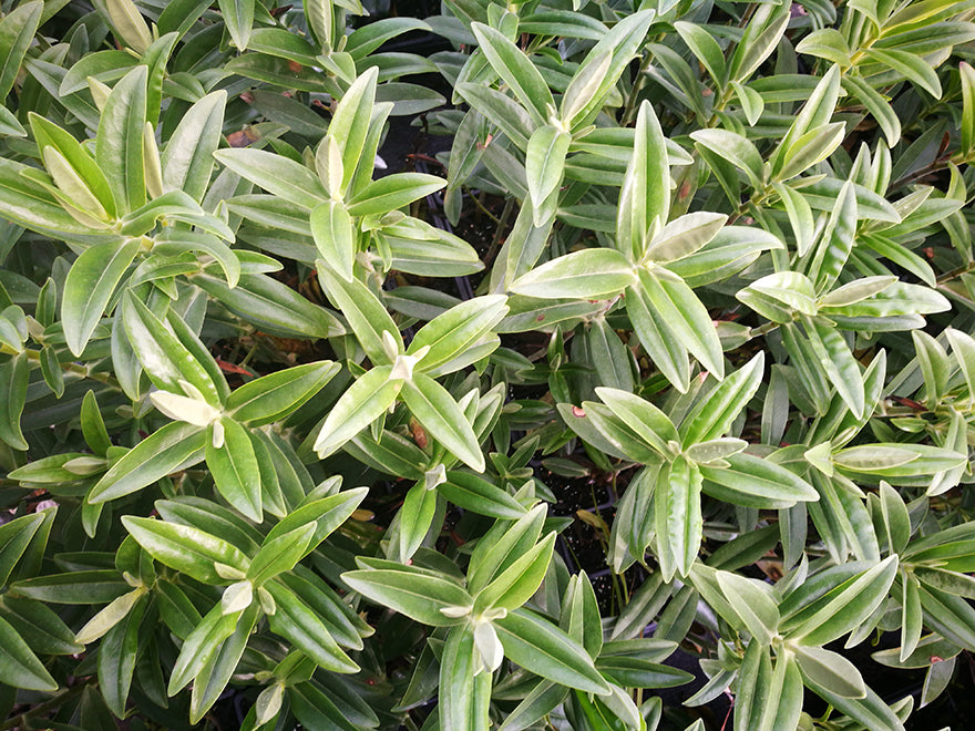 5x Chatham Tree Hebe - $5.99 each